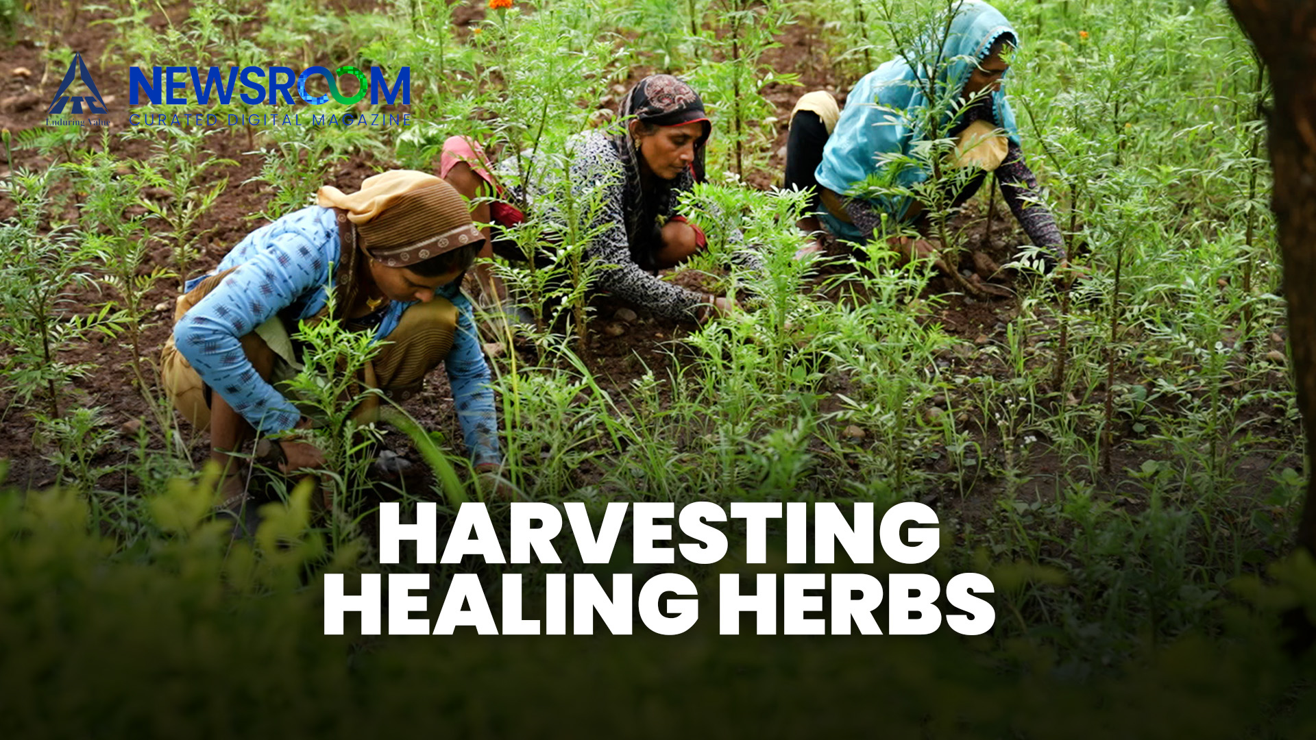 Revitalizing Rural India: ITC's Medicinal Plant Farm Project